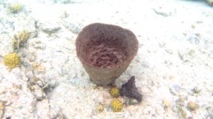 Netted Barrel sponge